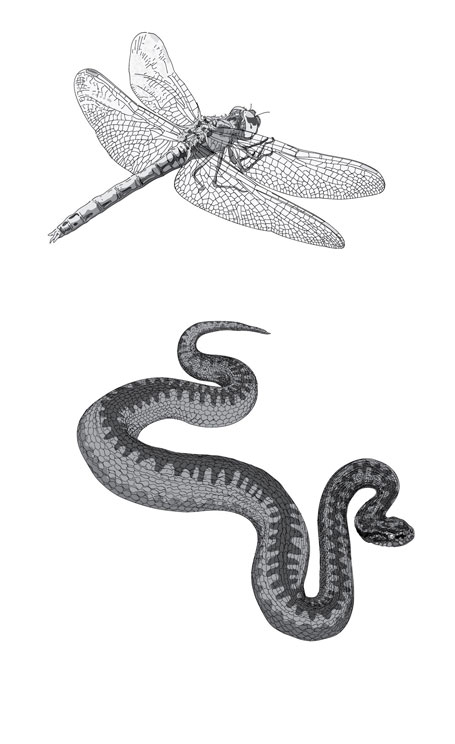 Dragonfly Adder